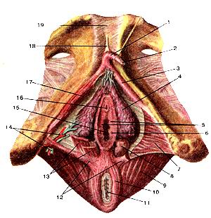 Рис. 234. Клитор (clitoris), пещеристые 
  тела клитора (corpora cavernosa clitoridis) и луковицы преддверия (bulbi vestibuli). 
  Вид снизу. Поверхностные ткани мочеполовой диафрагмы удалены.
  1-тело клитора; 2-головка клитора; 3-ножка клитора; 4-луковица преддверия; 5-лоскугки 
  девственной плевы; 6-отверстие протока большой железы преддверия; 7-глубокая 
  поперечная мышца промежности; 8-большая железа преддверия; 9-мышца, поднимающая 
  задний проход; 10-наружный сфинктер заднего прохода; 11-задний проход; 12-поверхностная 
  поперечная мышца промежности; 13-луковично-губчатая мышца; 14-артерия и вена 
  луковицы преддверия влагалища; 15-отверстие влагалища; 16-на-ружное отверстие 
  мочеиспускательного канала; 17-седалищно-пещеристая мышца; 18-связка, поддерживающая 
  клитор; 19-лобковый симфиз.
  Fig. 234. Клитор, пещеристые тела клитора, луковицы преддверия. Вид снизу. Поверхностные 
  ткани мочеполовой
  диафрагмы удалены.
  1-corpus clitoridis; 2-glans clitoridis; 3-crus clitoridis; 4-bulbus vestibuli; 
  5-carunculae hymenales; 6-ductus glandulae vestibularis majoris; 7-m.transversus 
  perinea prot'undus; 8-glandula vestibularis major; 9-m.levator ani; 10-m.sphincter 
  ani externus; 11-anus; 12-m.transverses perinei superficialis; 13-m.bulbospongiosus; 
  14-a.et v.bulbi vestibuli; 15-ostium vaginae; 16-ostium urethrae externum; 17-m.ischiocavernosus; 
  18-lig.suspensorium clitoridis; 19-symphysis pubica.
  
  Fig.234. Clitoris, cavernous bodies of clitoris and bulbs of vestibule. View 
  from below. Superficial tissues of urogenital diaphragm are
  removed.
  I -body of clitoris; 2-glans of clitoris; 3-crus of clitoris; 4-bulb of vestibule; 
  5-hymenal caruncles; 6-opening of duct of large gland of vestibule; 7-deep transverse 
  muscle of perineum; 8-greater vestibular gland; 9-levatorani (muscle); Ю-external 
  anal sphincter; 11-anus; 12-superficial trans-verseperineal muscle; 13-bulbospongiosus; 
  14-artery and vein of bulb of vestibule; IS-vaginal orifice; 16-external urethral 
  orifice; 17-ischiocav-ernous; 18-suspensory ligament of clitoris; 19-pubic symphysis.